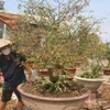 Vườn mai của anh Vũ Văn Thịnh, phường Long Tâm, thành phố Bà Rịa mới có khoảng 20% số mai trong vườn có người đặt. (Ảnh: Hoàng Nhị/TTXVN)