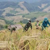Bộ đội Biên phòng Điện Biên giúp dân vùng cách ly thu hoạch lúa nương. (Ảnh: TTXVN phát)