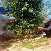 Người dân huyện Bù Đốp, tỉnh Bình Phước trải lưới dưới gốc để thu hoạch tiêu. (Ảnh: TTXVN phát)