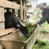 Người dân Yên Bái chủ động dự trữ thức ăn cho đàn gia súc trong mùa Đông. (Ảnh: Đức Tưởng/TTXVN)