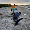 Cá voi hoa tiêu mắc cạn tại bãi biển Farewell Spit, New Zealand, ngày 18/3. (Ảnh: AFP/TTXVN)