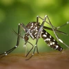 Bệnh sốt chikungunya do muỗi Aedes (muỗi vằn) truyền bệnh. (Nguồn: wikipedia)