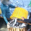 Thu hoạch cá tra. (Ảnh: Nguyễn Văn Trí/TTXVN)