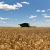 Một tổ hợp thu hoạch lúa mỳ ở Oklahoma của Mỹ. (Nguồn: Reuters)