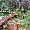 Một vụ phá rừng tại Khu Bảo tồn thiên nhiên Tà Cú, tỉnh Bình Thuận. (Nguồn: baobinhthuan.com.vn)