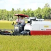 Công ty Cổ phần Tập đoàn Lộc Trời thu hoạch lúa trong vùng nguyên liệu tại xã Định Thành ở huyện Thoại Sơn, tỉnh An Giang. (Ảnh: Công Mạo/TTXVN)