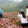 Khách du lịch thăm quan vườn hoa hồng tại Khu du lịch cáp treo Fansipan. (Ảnh: Quốc Khánh/TTXVN)