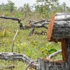 Hiện trường vụ phá rừng tại tiểu khu 205, xã Ya Tờ Mốt, huyện Ea Súp, tỉnh Đắk Lắk, các vết cắt còn khá mới. (Ảnh: Tuấn Anh/TTXVN)