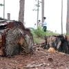 Nhiều cây thông đã bị triệt hạ từ lâu, thân cây đổi màu, lá héo úa nhưng vẫn để tại hiện trường, không có dấu hiệu lấy gỗ. (Ảnh: Nguyễn Dũng/TTXVN)