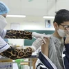 Nhân viên y tế tiêm vaccine phòng COVID-19 cho học sinh. (Ảnh: Minh Quyết/TTXVN)