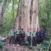 Một cây săng lẻ trong quần thể cổ thụ vừa được công nhận là Cây di sản Việt Nam. (Ảnh: TTXVN phát)