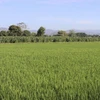 Những ruộng lúa, rẫy ngô xanh tốt tại xã Mỹ Sơn, huyện Ninh Sơn, tỉnh Ninh Thuận được tiếp nước từ hệ thống đập Nha Trinh. (Ảnh: Nguyễn Thành/TTXVN)
