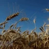 Lúa mỳ trên cánh đồng tại Zhovtneve của Ukraine. (Ảnh: Reuters/TTXVN)