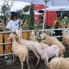 Du khách thích thú cho cừu ăn khu du lịch càphê Trang trại Cừu, xã Vĩnh Trạch, thành phố Bạc Liêu. (Ảnh: Tuấn Kiệt/TTXVN)