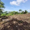 Gia Lai: Khởi tố vụ án “Hủy hoại rừng" tại huyện Chư Sê