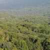 Diện tích đất có rừng bao gồm cả rừng trồng chưa khép tán là 14.745.201ha. (Nguồn: TTXVN)