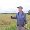 Đất trồng lúa được chuyển đổi để thực hiện dự án tại Long An. (Ảnh: Đức Hạnh/TTXVN)