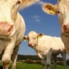 Pháp sớm bị đe dọa bởi tình trạng thiếu thịt bò. (Nguồn: france.detailzero.com)