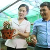 [Photo] Hải Phòng bảo tồn và phát triển loài lan hài đốm quý hiếm 
