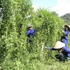 Mô hình trồng cây thìa canh làm dược liệu của Công ty Cổ phần Dược liệu Pù Mát, huyện Con Cuông, tỉnh Nghệ An, mang lại hiệu quả kinh tế cao gấp nhiều lần so với trồng ngô, mía. (Ảnh: Văn Tý/TTXVN)