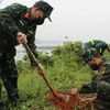 Cán bộ, chiến sỹ lực lượng Vũ trang thành phố Móng Cái trồng cây giổi trên địa bàn xã Vạn Ninh. (Nguồn: baoquangninh.com.vn)