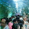 Khu vực Thủy cung tại Công viên Thiên đường Bảo Sơn bị tắc nghẽn cục bộ do lượng khách quá đông. (Ảnh: Đinh Thuận/TTXVN)