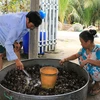Anh Nguyễn Văn Mộng ở xã Bình Thạnh, thành phố Hồng Ngự loại bỏ cua chết trước khi bán cho khách hàng. (Ảnh: Nhựt An/TTXVN)
