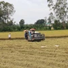 Nông dân vùng Đồng Tháp Mười thu hoạch lúa Hè Thu, tránh ảnh hưởng của bão số 4. (Ảnh: Minh Trí/TTXVN)