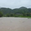 Mưa lớn kéo dài đã gây nhiều thiệt hại về diện tích lúa và hoa mầu của người dân tỉnh Yên Bái. (Ảnh: TTXVN phát)