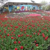Hình ảnh lộng lẫy Lễ hội hoa mùa Xuân Floriade năm 2022 ở Australia 