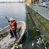 Công ty Trách nhiệm hữu hạn Một thành viên Thoát nước Hà Nội dùng thuyền di chuyển đến các khu vực cá chế nổi để vớt cá mang đi xử lý theo quy định. (Ảnh: Mạnh Khánh/TTXVN)