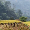 Người Cờ Lao đỏ tại xã Túng Sán thu hoạch lúa đổi công cho nhau. (Ảnh: Nam Thái/TTXVN)