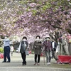 Khách du lịch ngắm hoa anh đào nở rộ tại Osaka, Nhật Bản. (Ảnh: Kyodo/TTXVN)