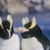 Chim cánh cụt mào dựng. (Nguồn: scimex.org)