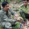 Cán bộ kiểm lâm kiểm tra tốc độ sinh trưởng của Rùa núi viền (Manouria impressa) thuộc Khu bảo tồn thiên nhiên Pù Hu. (Ảnh: Nguyễn Nam/TTXVN)