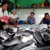 Giá cá lóc thương phẩm ở Trà Vinh tăng cao. (Ảnh minh họa: An Hiếu/TTXVN)
