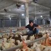 Các sản phẩm của trang trại nuôi gà của Hợp tác xã Nông nghiệp công nghệ cao Long Thành Phát tại huyện Xuyên Mộc đã được xuất đi Nhật Bản. (Ảnh: Hoàng Nhị/TTXVN)