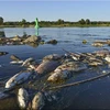 Cá chết nổi ở vùng nước nông của sông Oder ở biên giới Đức-Ba Lan. (Nguồn: DPA) 