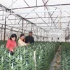 Thời điểm này, đã có nhiều người đến đặt mua hoa cúc Tết tại các nhà màng trồng hoa cúc ở làng hoa Bắc Sơn. (Ảnh: Hoàng Ngà/TTXVN)