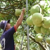 Do sức mua kém, chỉ một ít vườn bưởi ở làng bưởi Tân Triều, huyện Vĩnh Cửu, tỉnh Đồng Nai, quy mô nhỏ giữ trái chờ Tết bán. (Ảnh: Lê Xuân/TTXVN)