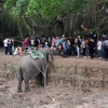 Du khách ngắm voi tại tại Trung tâm du lịch cầu treo Buôn Đôn, huyện Buôn Đôn, tỉnh Đắk Lắk. (Ảnh: Hoài Thu/TTXVN)