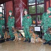Đội chó nghiệp vụ làm công tác cứu hộ, cứu nạn của lực lượng Bộ đội Biên phòng sẵn sàng lên đường. (Ảnh: Trọng Đức/TTXVN)