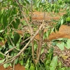 Gần 1.000 cây càphê có tuổi đời từ 2-4 năm bị kẻ xấu chặt hạ không rõ nguyên nhân. (Ảnh: TTXVN phát)