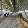 Trang trại nuôi bò sữa trong Công ty TNHH Trang trại bò sữa công nghệ cao Phú Yên. (Nguồn: Báo Lao động)