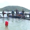 Mô hình nuôi cá bớp biển bằng lồng nhựa HDPE của gia đình ông Cao Minh Thái, xã Quảng Đông, huyện Quảng Trạch, tỉnh Quảng Bình. (Ảnh: TTXVN phát)