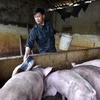 Một hộ chăn nuôi lợn ở Thanh Hóa. (Ảnh: Nguyễn Nam/TTXVN)