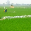 Nông dân huyện Vũ Thư phun thuốc phòng trừ sâu bệnh trên lúa. (Ảnh: Thế Duyệt/TTXVN)