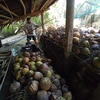 Điểm thu gom dừa khô. (Ảnh: Thanh Hòa/TTXVN)