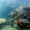 Rạn san hô tại Vườn Quốc gia Côn Đảo. (Ảnh: TTXVN phát)