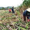 Nông dân thu hoạch mía tại huyện Ninh Hòa. (Ảnh Đặng Tuấn/TTXVN)